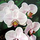 Orchid